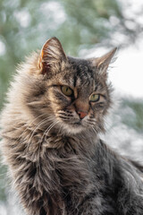 Portrait of a cat, with shaggy fur and green eyes.