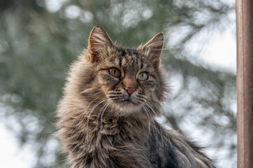 Portrait of a shaggy cat.