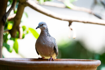Spotted dove