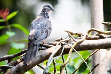 Spotted dove