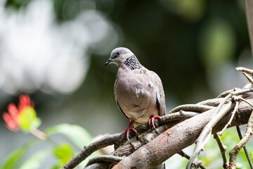 Spotted dove