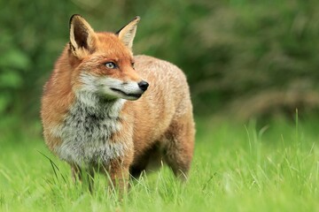 Fox 
