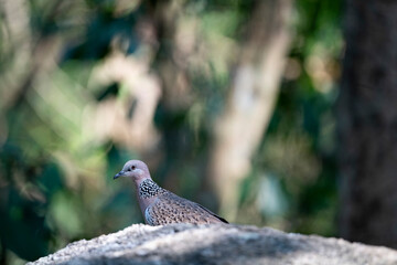 Spotted dove