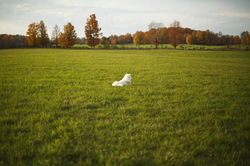 Fototapeta premium A white maremma sheepdog on a small farm in Ontario, Canada.