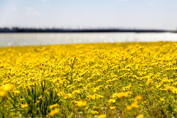 Beautiful field of yellow flowers