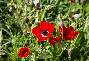 Obraz premium Red blooming anemones on a sunny summer day in a clearing close-up