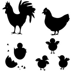 Poultry. Rooster chicken birds Silhouette. Abstract on white background