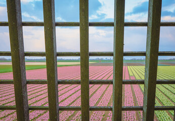 Drewniana kratownica w tle holenderskie pola z hiacyntami. Wiosna w Niderlandach na wiejskich obszarach. - obrazy, fototapety, plakaty