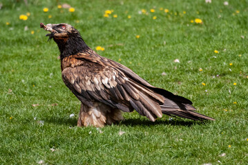 Gypaète barbu,.Gypaetus barbatus, Bearded Vulture