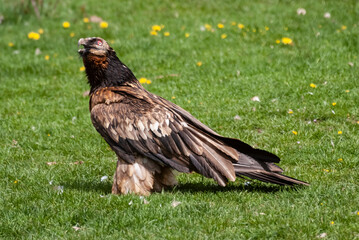 Gypaète barbu,.Gypaetus barbatus, Bearded Vulture