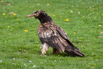 Gypaète barbu,.Gypaetus barbatus, Bearded Vulture