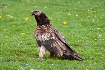 Gypaète barbu,.Gypaetus barbatus, Bearded Vulture