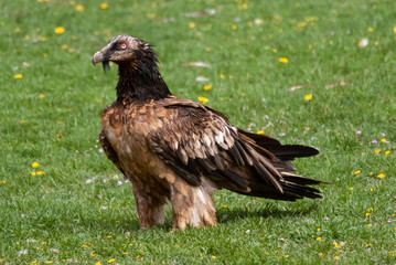 Gypaète barbu,.Gypaetus barbatus, Bearded Vulture