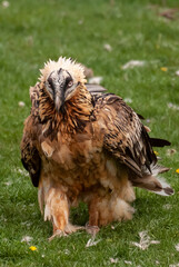 Gypaète barbu,.Gypaetus barbatus, Bearded Vulture