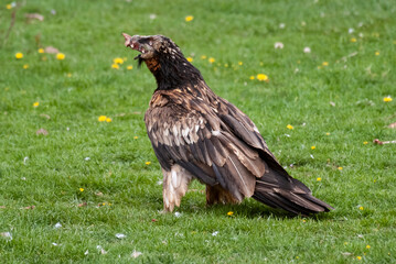 Gypaète barbu,.Gypaetus barbatus, Bearded Vulture