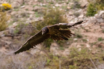 Gypaète barbu,.Gypaetus barbatus, Bearded Vulture