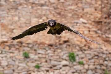 Gypaète barbu,.Gypaetus barbatus, Bearded Vulture