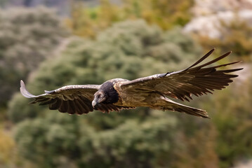 Gypaète barbu,.Gypaetus barbatus, Bearded Vulture