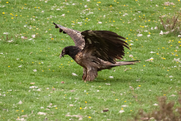 Gypaète barbu,.Gypaetus barbatus, Bearded Vulture