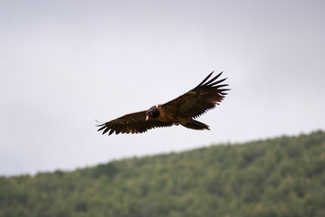 Gypaète barbu,.Gypaetus barbatus, Bearded Vulture