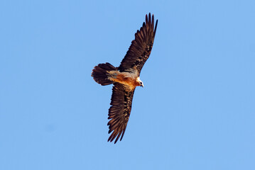 Gypaète barbu,.Gypaetus barbatus, Bearded Vulture
