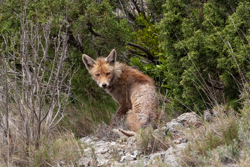 Renard roux, Maladie, Gale, Vulpes vulpes