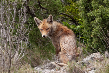 Renard roux, Maladie, Gale, Vulpes vulpes
