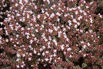 Serpolet, Thymus serpyllum