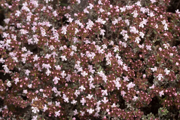 Serpolet, Thymus serpyllum