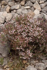 Serpolet, Thymus serpyllum