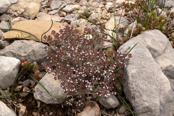 Serpolet, Thymus serpyllum