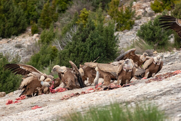 Vautour fauve,. Gyps fulvus, Griffon Vulture