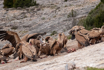 Vautour fauve,. Gyps fulvus, Griffon Vulture