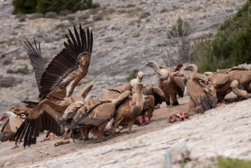 Vautour fauve,. Gyps fulvus, Griffon Vulture