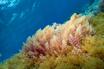 Close up of Red Algae (Asparagopsis Taxiformis) with blue ocean in the background. Underwater flora...