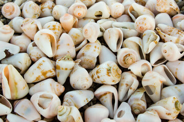 Worn white conch seashells on a beach