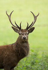 red deer stag cervus elaphus isolated from the background during the autumn rut