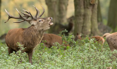 Naklejka na ściany i meble red deer stag cervus elaphus isolated from the background during the autumn rut