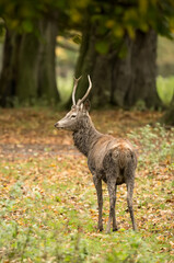 sika deer cervus nippon isolated from background during the autumn rut