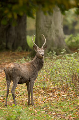 sika deer cervus nippon isolated from background during the autumn rut