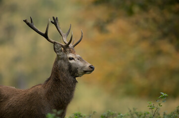 Naklejka na ściany i meble red deer stag cervus elaphus isolated from the background during the autumn rut