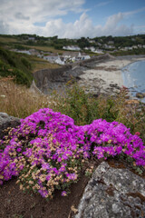 selective focus of pink flowers show in their seaside environment 