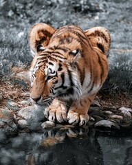 Beautiful scenic view from the beautiful nature in a moody brown and green edit.