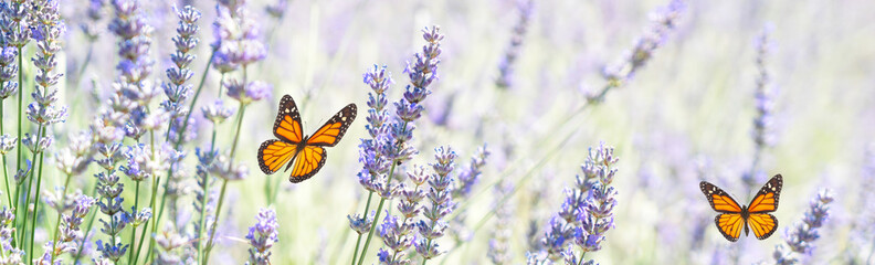 Lavender field at summer