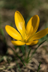 Krokus gelb