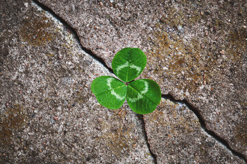 Green clover plant grown in stone - rebirth, revival resilience and renewal concept
