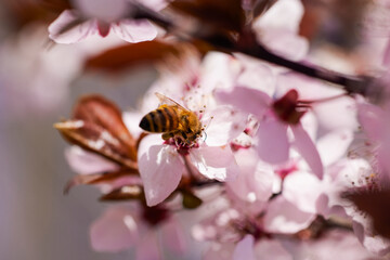 Spring blossom background. Beautiful nature scene with blooming tree. Sunny day. Spring flowers. Beautiful Orchard. Abstract blurred background. Springtime