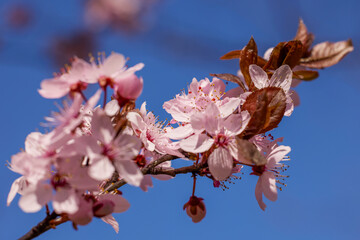 Spring blossom background. Beautiful nature scene with blooming tree. Sunny day. Spring flowers. Beautiful Orchard. Abstract blurred background. Springtime