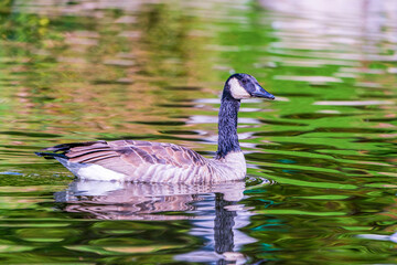 Canada goose