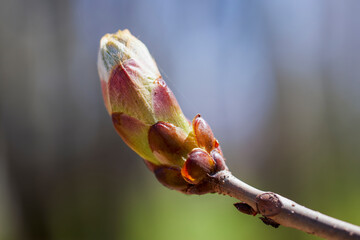 Spring blossom background. Beautiful nature scene with blooming tree. Sunny day. Spring flowers. Beautiful Orchard. Abstract blurred background. Springtime
